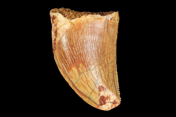 Serrated, Juvenile Carcharodontosaurus Tooth #77075